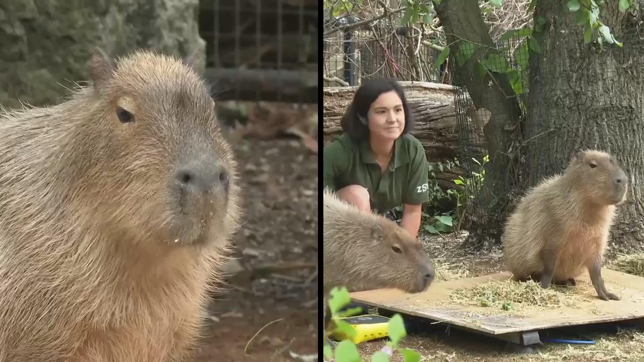 Zoo animals are weighed and measured in annual stocktake