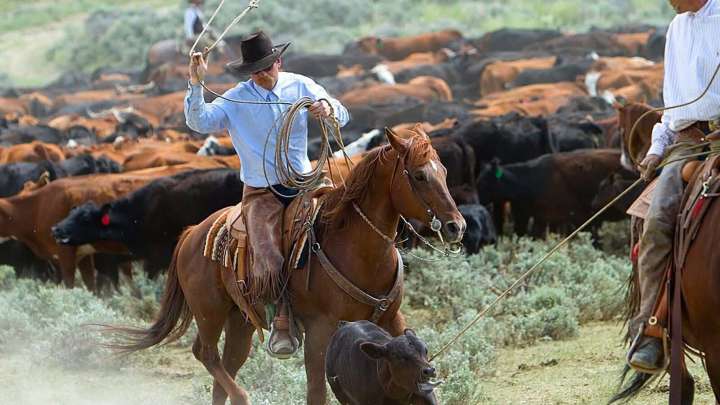 Wyoming Jobs: What Exactly Does A Wrangler Do?
