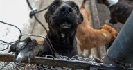 ¿Dejar en la vagancia a tu perro es maltrato? El violentómetro CDMX determina grados de violencia animal