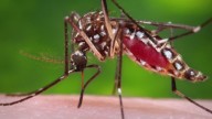 West Nile virus detected in multiple Portage County locations