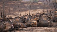 Los animales, las otras víctimas de la ola de incendios que asola España