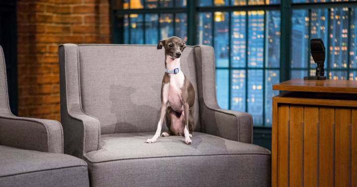 RIP Frisbee, Seth Meyers’s Dog and Andy Samberg’s Enemy