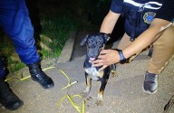 Protección Civil Guanipa registra segundo rescate exitoso de canino comunitario en lo que va de agosto