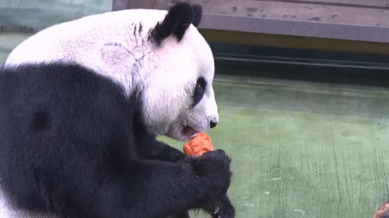 Taiwan's oldest panda, Yuanyuan, celebrates her 21st birthday