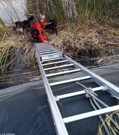 Bomberos rescatan a tres perros atrapados en una balsa de riego en Caravaca de la Cruz