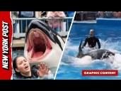 Was Orca trainer Jessica Radcliffe really killed by a killer whale? The truth about the viral story