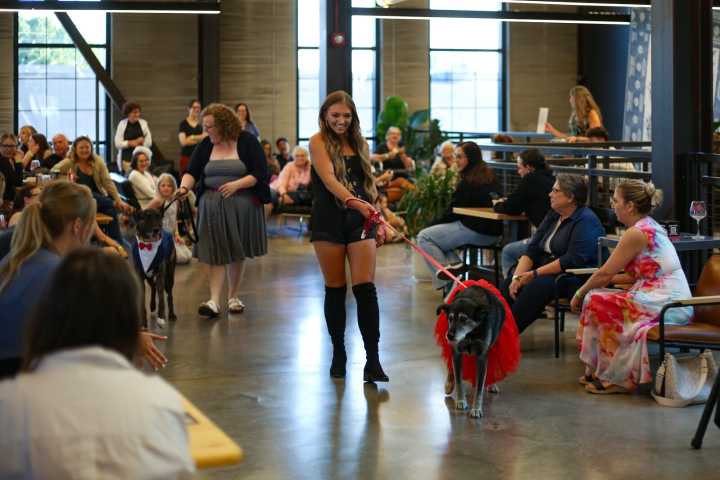 Doggy fashion show benefits animal rescue