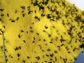First human screwworm case in years confirmed in Maryland