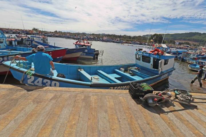 Crisis pesquera en Lebu: proyectan para septiembre la conformación del Comité de Manejo de la Jibia