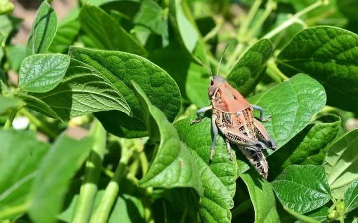 Plaga de chapulín sigue creciendo en Durango