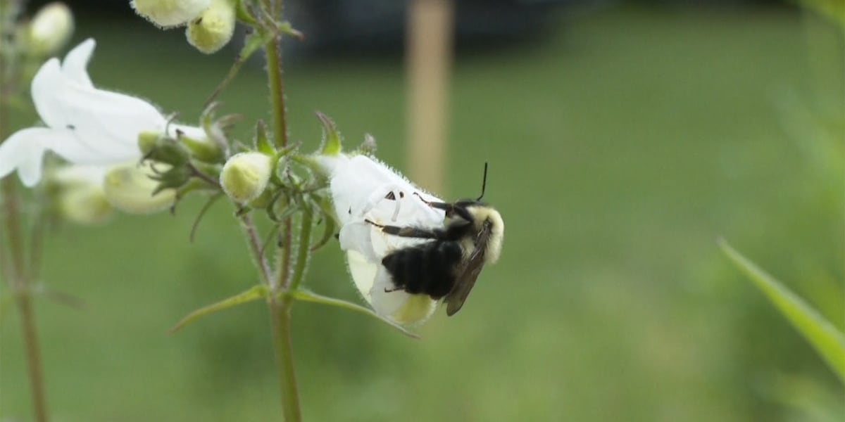 Checking in on Vermont pollinator health