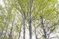 Them on Us: Wolves help aspen recovery