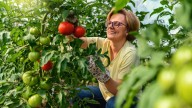 The Best Ways To Amend Soil For Healthier Garden Tomato Plants