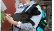 Rescatan a perrito víctima de maltrato en Pátzcuaro; buscan hogar para adoptarlo