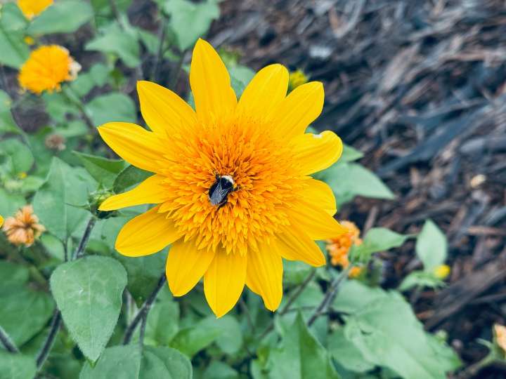 Friday kicks off Portland’s mostly sunny, warm Labor Day weekend; high 89