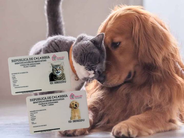 Proyecto de ley busca crear la cédula para mascotas y exigir microchip obligatorio en Colombia