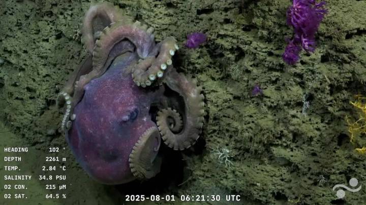 ¡ATENTOS!:Último día del Streaming del Conicet mostrando las maravillas del Cañón Submarino de Mar del Plata