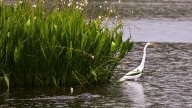 Missing New Orleans boy drowned after ‘blunt force trauma' by an alligator