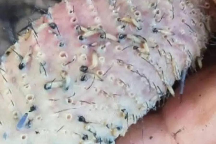 Reportan Gusano barrenador en gallinas y pollos de Chiapas