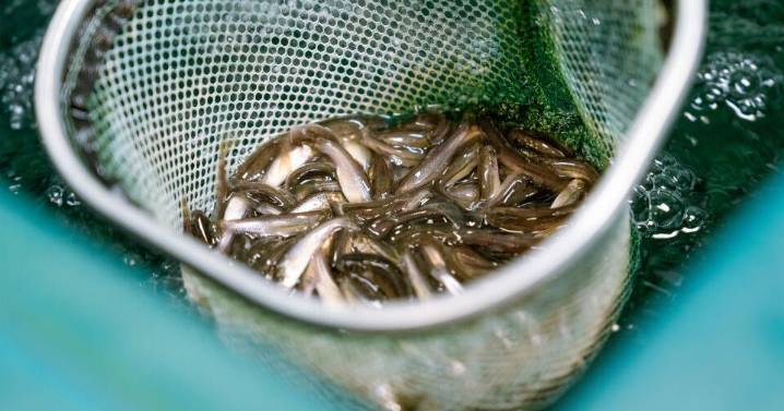 A Bit About Baitfish