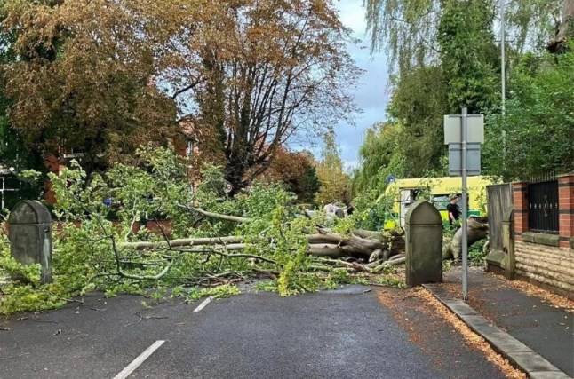 Woman killed by tree branch that ‘snapped’ over her in Manchester