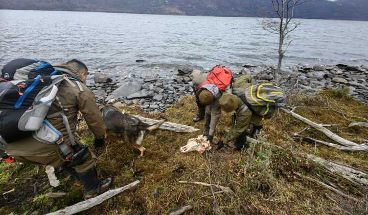 Detectan paso de cuatreros argentinos para faenar animales en territorio chileno