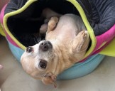 Aprueban ley ¿con quién se queda el perro?, garantiza el bienestar animal en divorcio