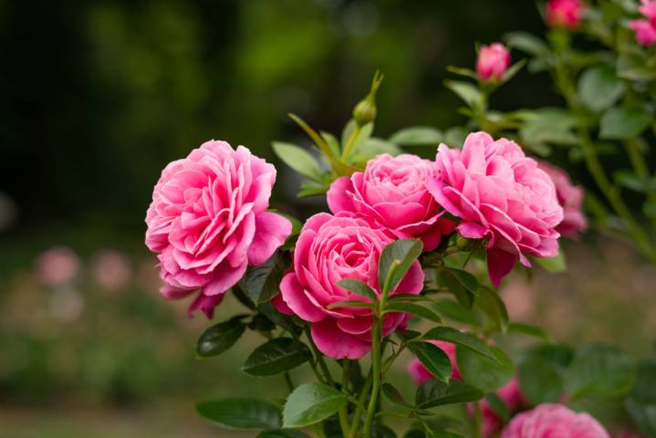 7 Plants You Should Deadhead in August for an Even Longer Bloom Season
