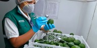 Unión Europea ha rechazado 14 lotes de palta Hass peruana: Solo es 0,05% del total exportado