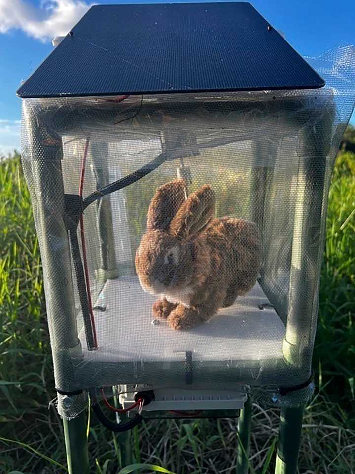 Robot bunnies deployed to control Burmese pythons in the Everglades