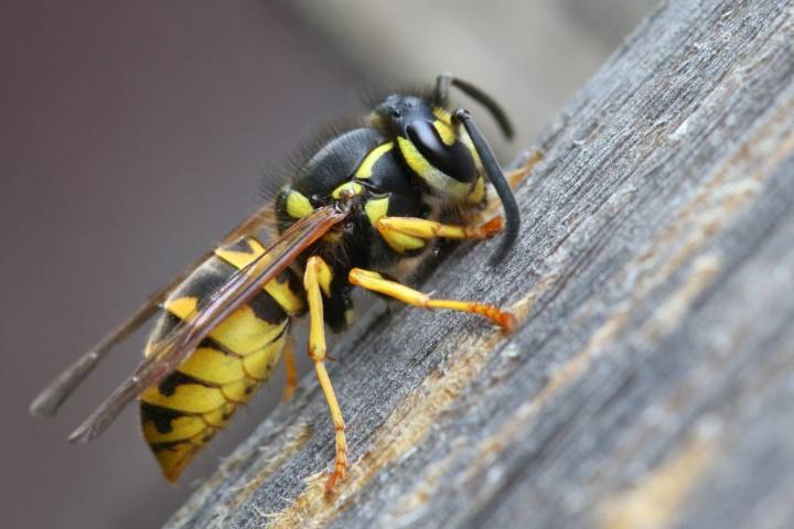 Do worker wasps die when temperatures drops below 50 degrees Fahrenheit?
