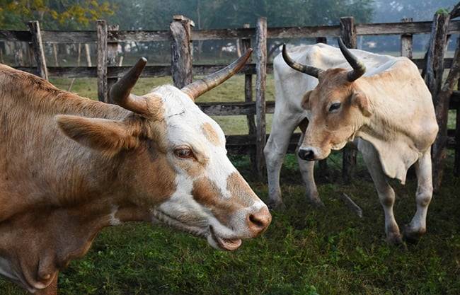 EU autoriza uso de emergencia de fármacos veterinarios contra gusano barrenador