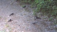 Swarms of crawdads spotted crawling across Sperry yards and roads