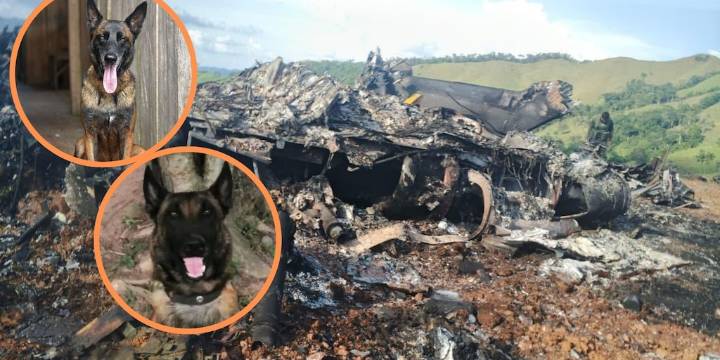 Telmo y Léster, los héroes caninos que murieron en emboscada en Amalfi