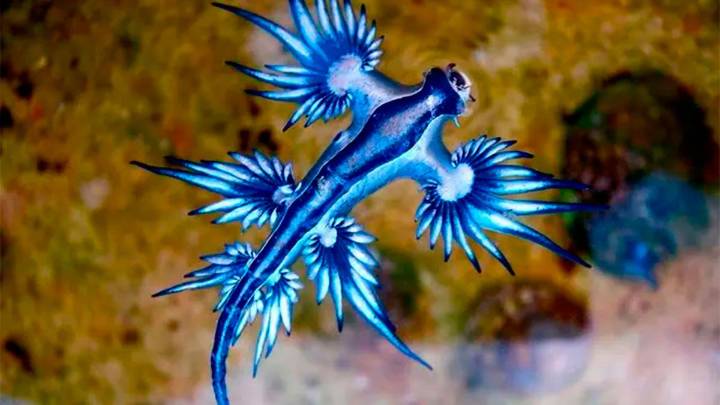 Dragón azul: la peligrosa criatura marina que invade las playas de España y obliga a cerrarlas