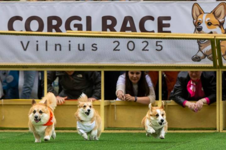 Little legs, big dreams: More than 100 teams compete in Lithuania's international Corgi race
