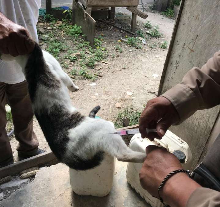 Blindan a mascotas contra la rabia