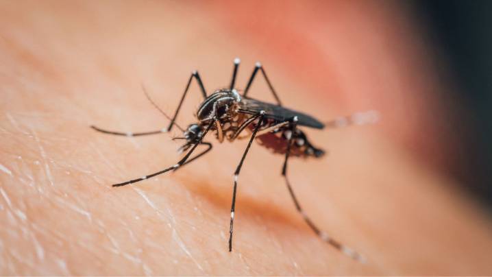 West Nile Virus detected in two Naperville mosquito traps