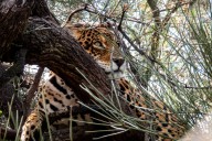 Fallo histórico. Condenaron a prisión a cuatro cazadores por matar a un yaguareté