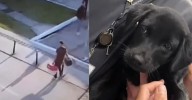Hombre fue detenido por abandonar a su perro en aeropuerto de Brasil: Se le acusó de maltrato animal