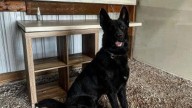 Police chief’s K-9 dog mauls his 3-year-old daughter to death