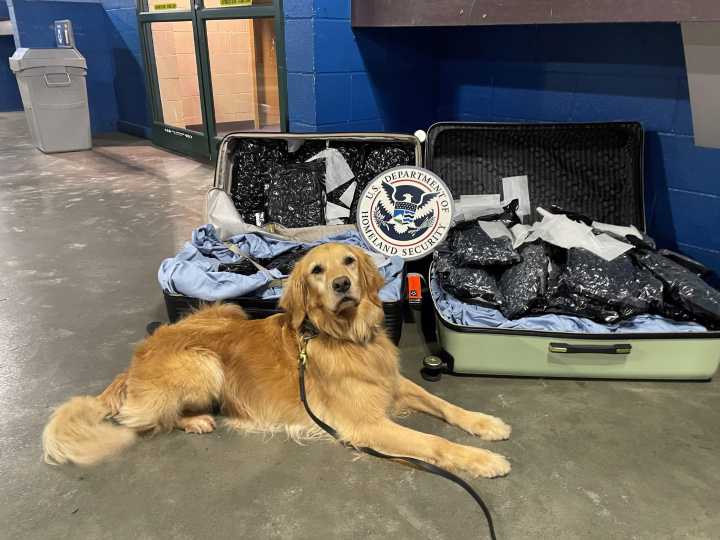 Adiós a K-9 Cali: heroína de cuatro patas que protegió a Charlotte