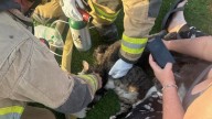 Firefighters save 1 person, 3 cats in Phoenix house fire