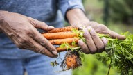 8 Fast-Growing Carrot Varieties You Can Grow From Seed & Harvest In No Time