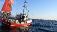 La pesca intensiva ha cambiado el ADN del bacalao