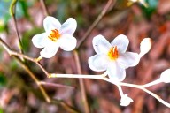 Social media post sparks rediscovery of endemic Sri Lanka rainforest plant