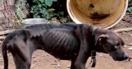 Russellville duo charged with Aggravated Cruelty to Animals