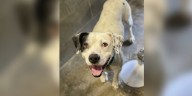 Bradford County Animal Services waive adoption fees for animal adoption event