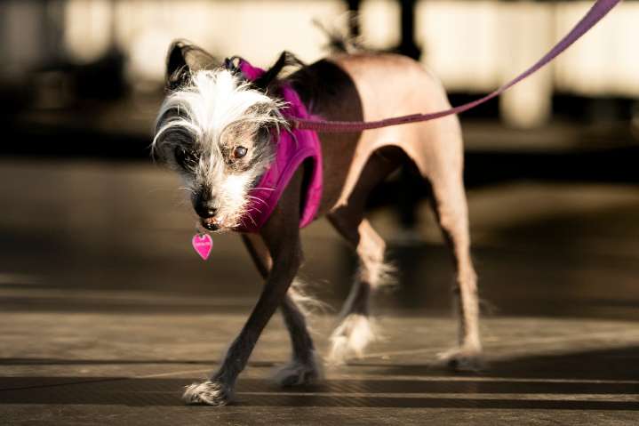 Photos of the World’s Ugliest Dog Contest held in California