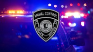 Animal Control details two animal hoarding cases in Lincoln